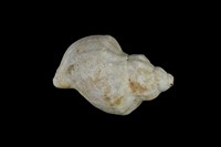 藏品(風車峨螺)的圖片